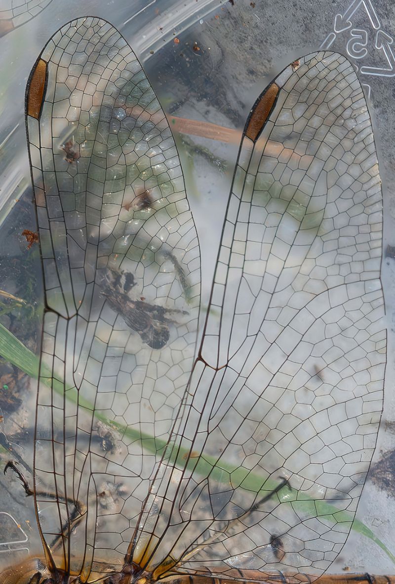 Libellulidae - Sympetrum striolatum